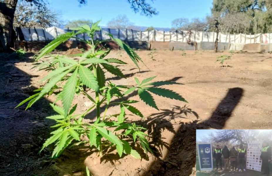 Interrumpen la producción de 3 millones de dosis de marihuana