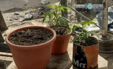 Allanamiento Policial: Secuestran un puñal, plantas y picadura marihuana | Radio Bicentenario